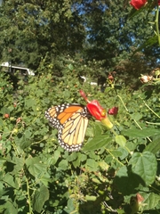 Danaus plexippus