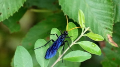 Gnamptopelta obsidianator
