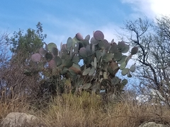 Opuntia santa-rita