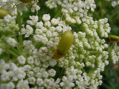Cteniopus sulphureus