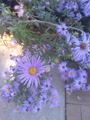 Symphyotrichum