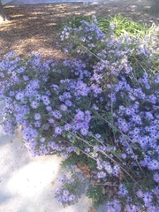 Symphyotrichum