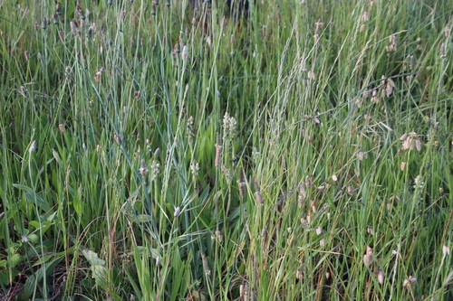 Image of Satyrium ligulatum by (c) Tony Rebelo, some rights reserved (CC BY-SA)
