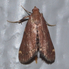 Hypsopygia intermedialis