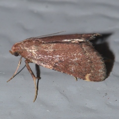 Hypsopygia intermedialis