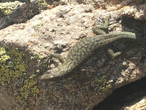 Archaeolacerta bedriagae