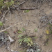 Sandhills Cinquefoil - Photo (c) J. Burke Korol, some rights reserved (CC BY-NC), uploaded by J. Burke Korol