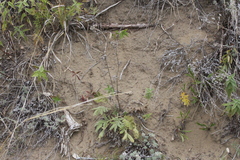 Potentilla lasiodonta