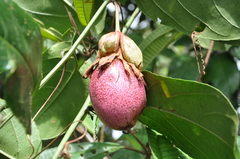 Passiflora nitida image