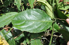 Passiflora nitida