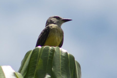 Tyrannus melancholicus