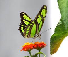 Philaethria dido