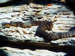 Nerodia sipedon williamengelsi