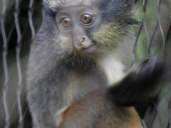 Cercopithecus wolfi
