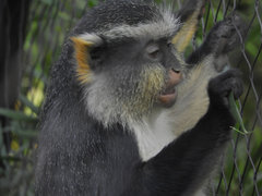 Cercopithecus wolfi