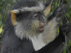 Cercopithecus wolfi
