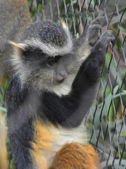 Cercopithecus wolfi