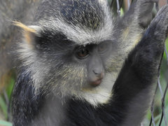 Cercopithecus wolfi