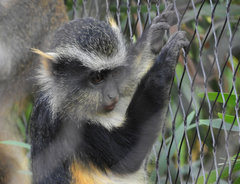 Cercopithecus wolfi