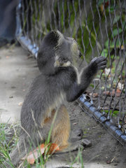 Cercopithecus wolfi
