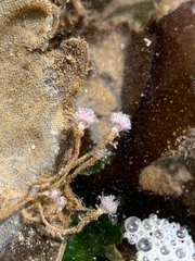 Ectopleura
