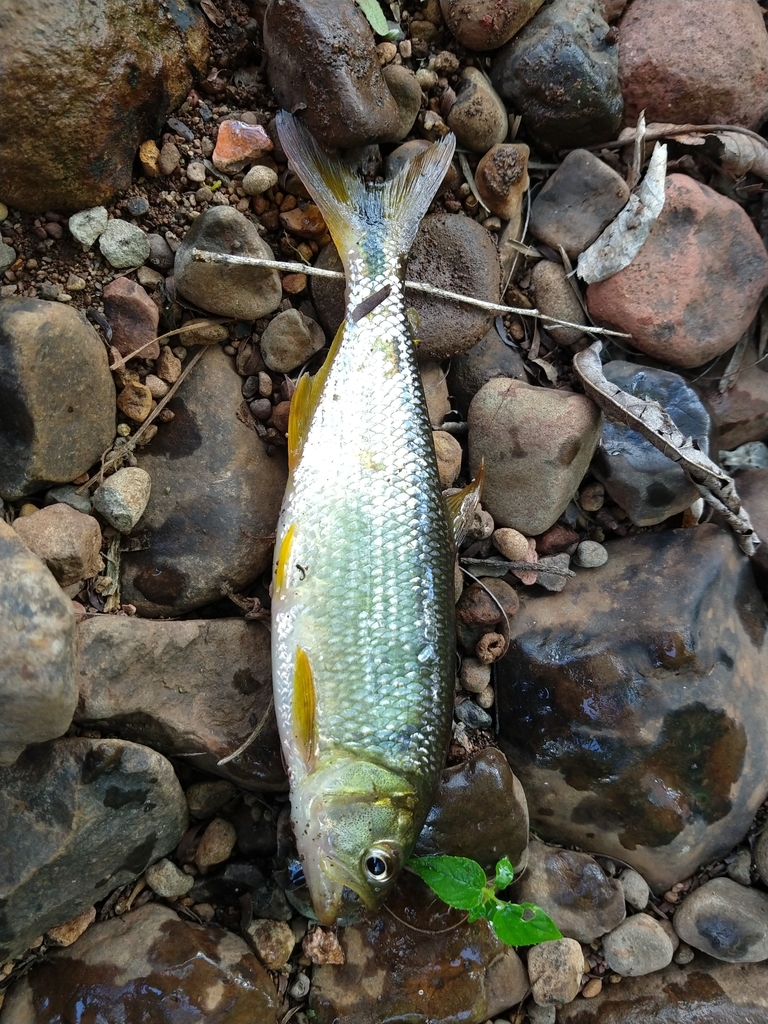 Surf Toothy