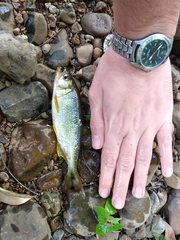 Surf Toothy photo 2