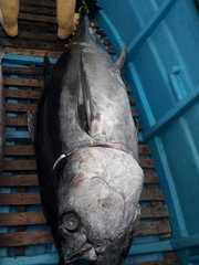 Thunnus obesus