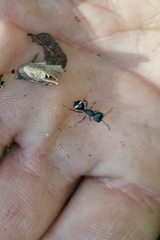 Dimorphomutilla suavissima