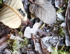 Dimorphomutilla suavissima