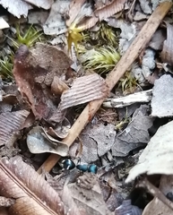 Dimorphomutilla suavissima