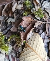 Dimorphomutilla suavissima