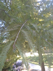 Taxodium distichum