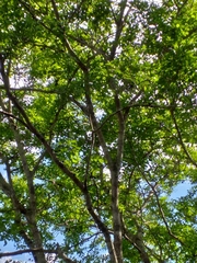 Copaifera langsdorffii