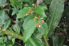 Vismia baccifera