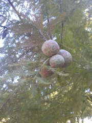 Taxodium distichum
