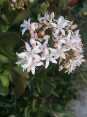 Crassula