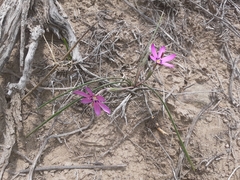 Romulea syringodeoflora
