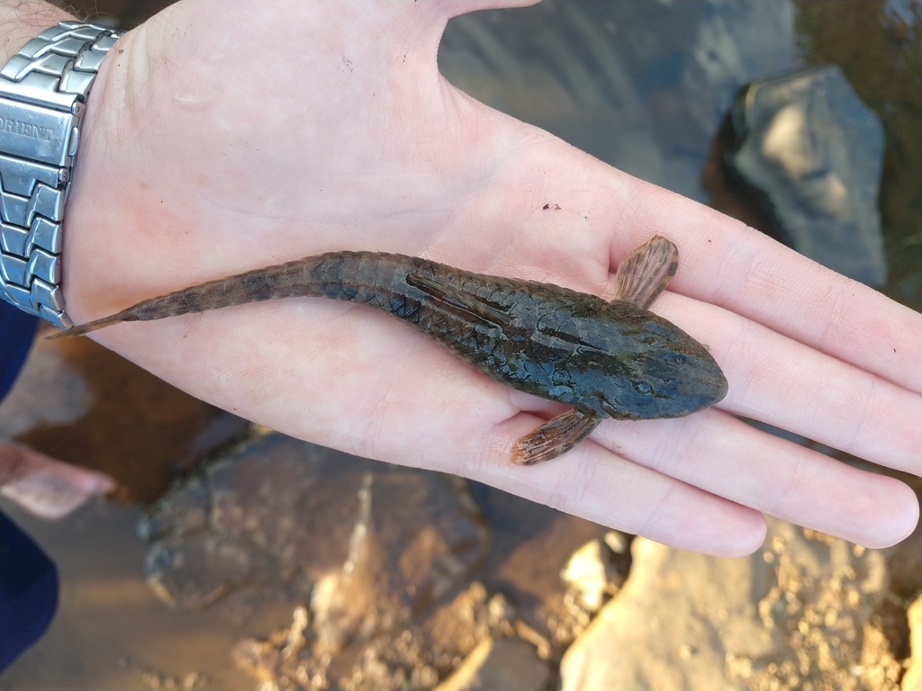 Rineloricaria zaina
