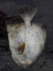 Parapsettus panamensis