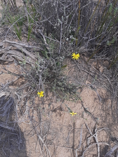 Image of Oedera glandulosa by (c) Brian du Preez, some rights reserved (CC BY-SA)
