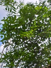 Copaifera langsdorffii