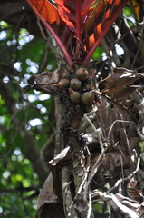 Pentagonia wendlandii