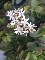 Crassula