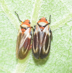 Ocoaxo cardonai