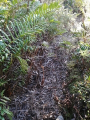 Dimorphomutilla suavissima