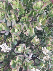 Crassula