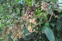 Codonanthopsis uleana