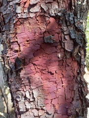 Copaifera langsdorffii