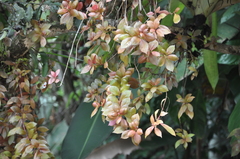 Codonanthopsis uleana